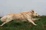 GOLDEN RETRIEVER 1033